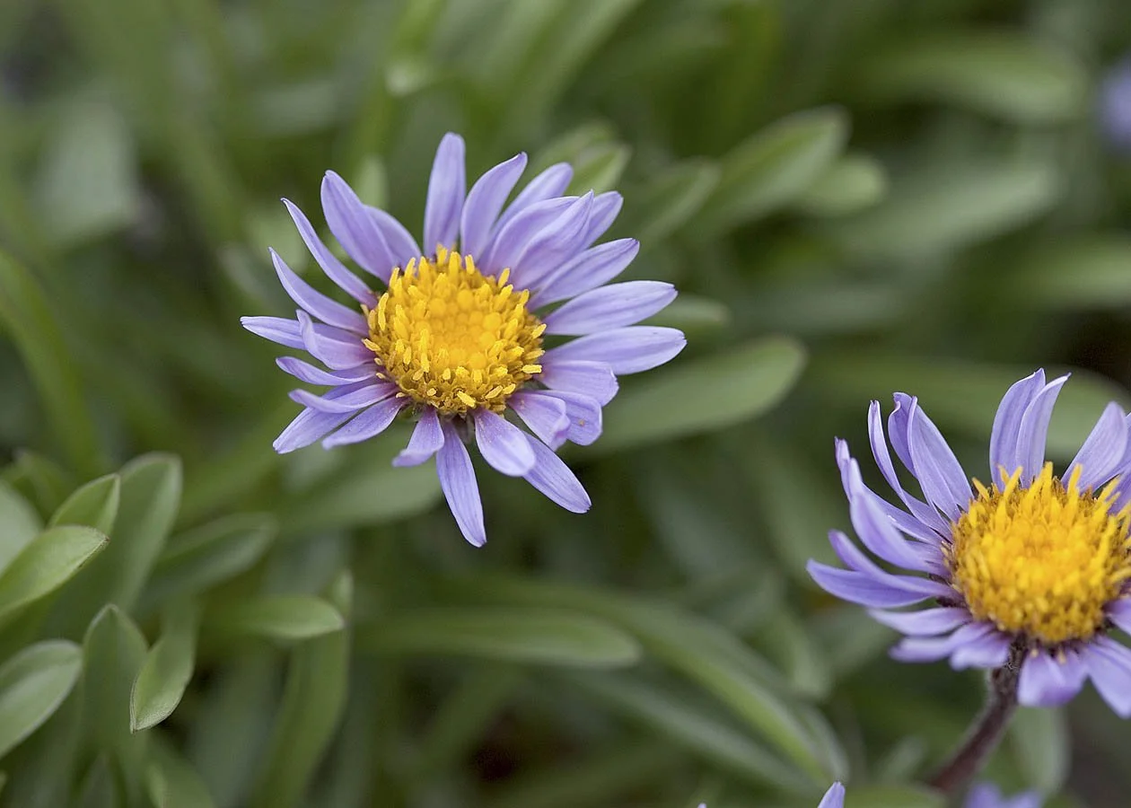 Tundra aster - rod gilbert.jpg