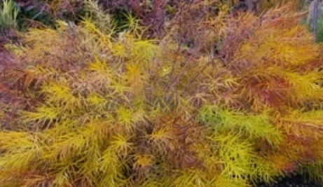 amsonia-ciliata fall color.jpg