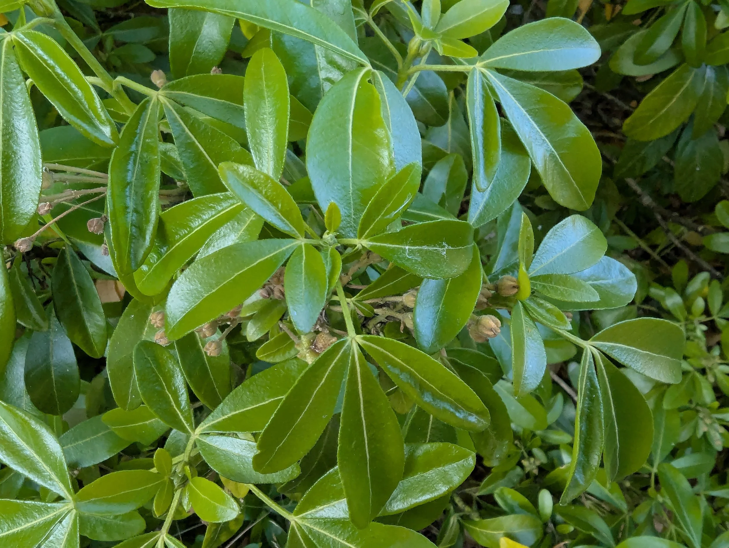 Choisya ternata eg foliage closeup.jpg
