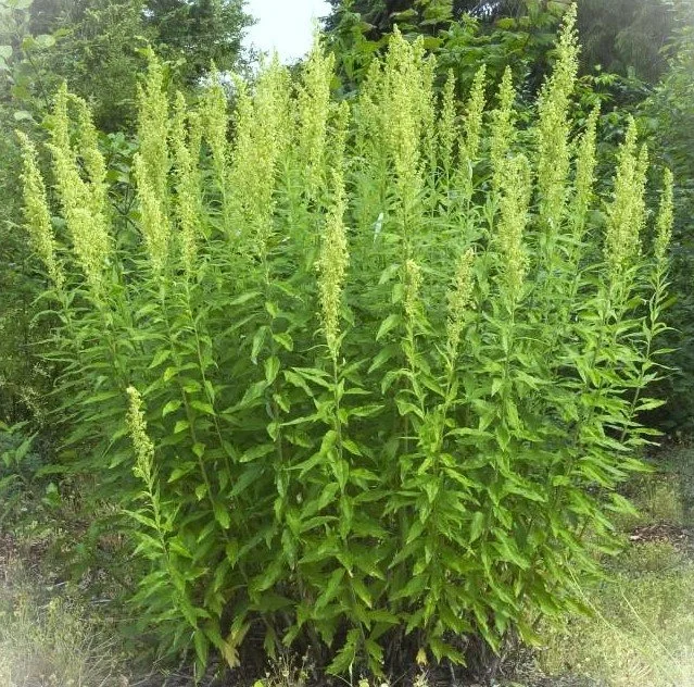 Artemisia suksdorfii (Coastal Mugwort)