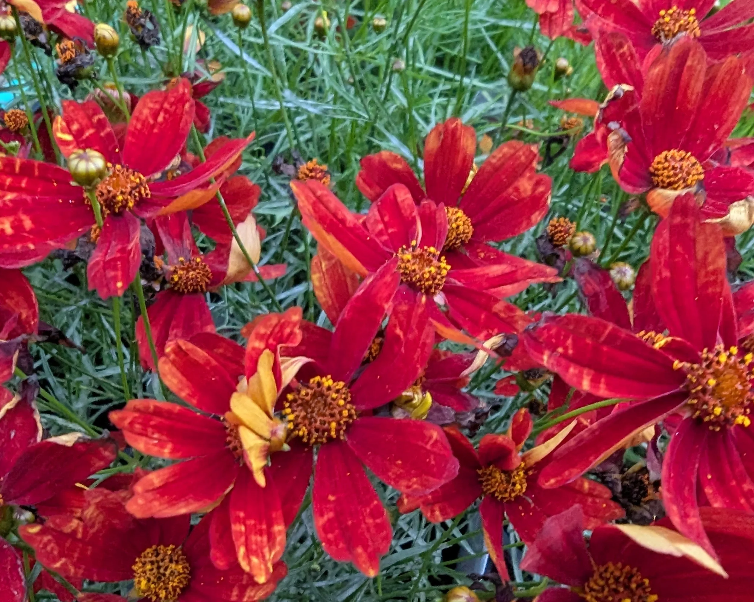 Coreopsis vert. 'Broad Street' (Broad Street Threadleaf Coreopsis) (1 gal)