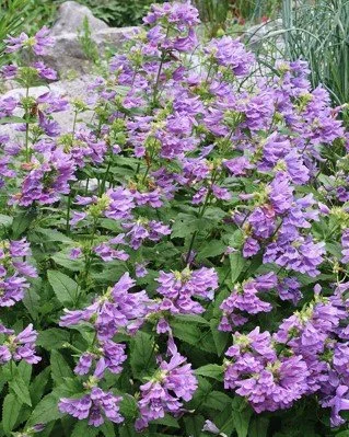 Penstemon serrulatus (Cascade Penstemon)