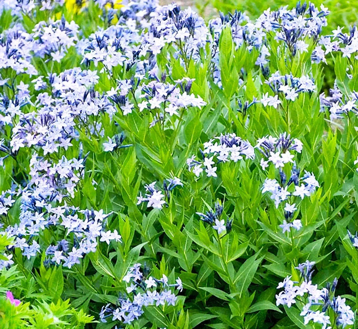 Amsonia blue ice.jpg