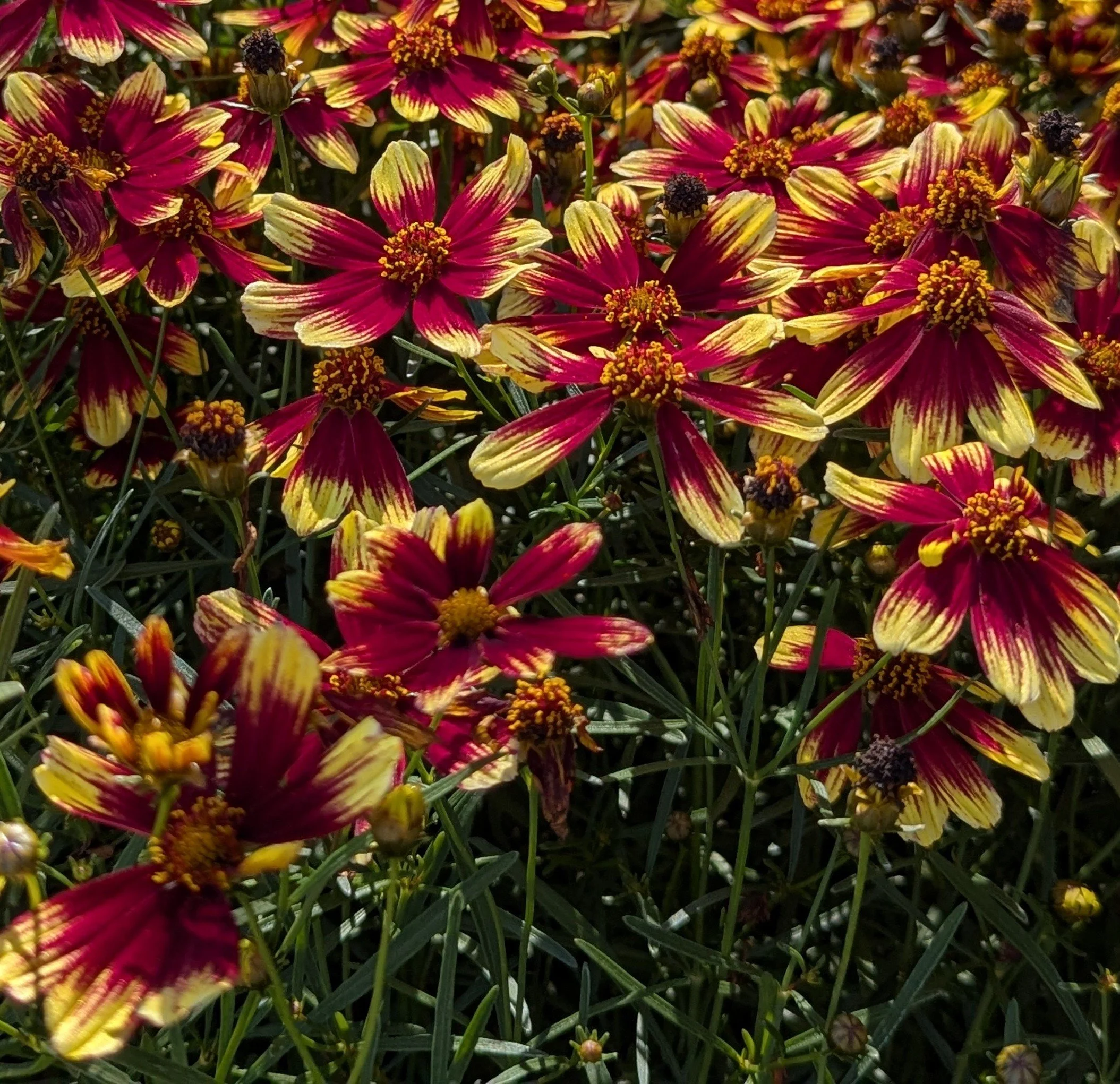 Coreopsis BT eg5 overview.jpg