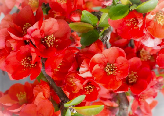 Chaenomeles x superba 'Texas Scarlet' (Flowering Quince) 5-gal
