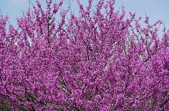 cercis flowers.jpg