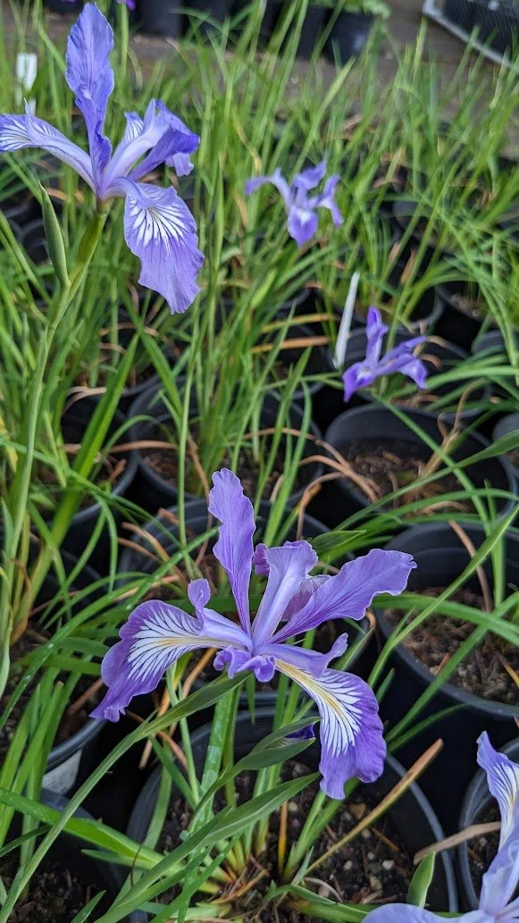 Iris tenax (Oregon Iris)
