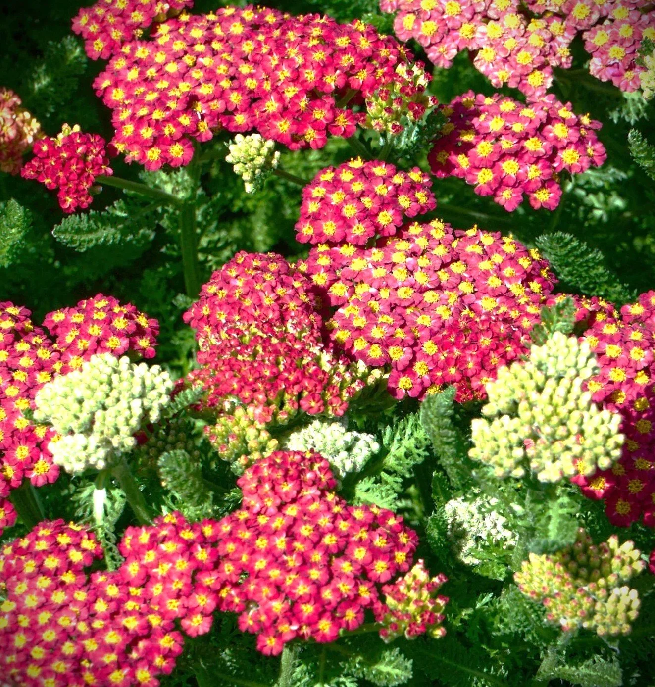 Achillea millefolium 'Desert Eve Red' (Desert Eve Red yarrow) 1 gal