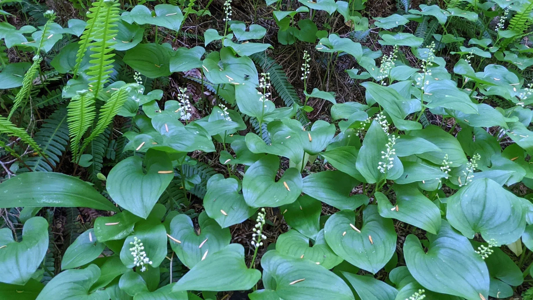 Maianthemum dilatatum (False lily-of-the-valley) 4"