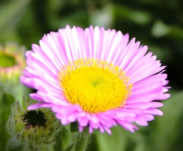 Erigeron glaucus (Seaside Daisy) 1 Qt.