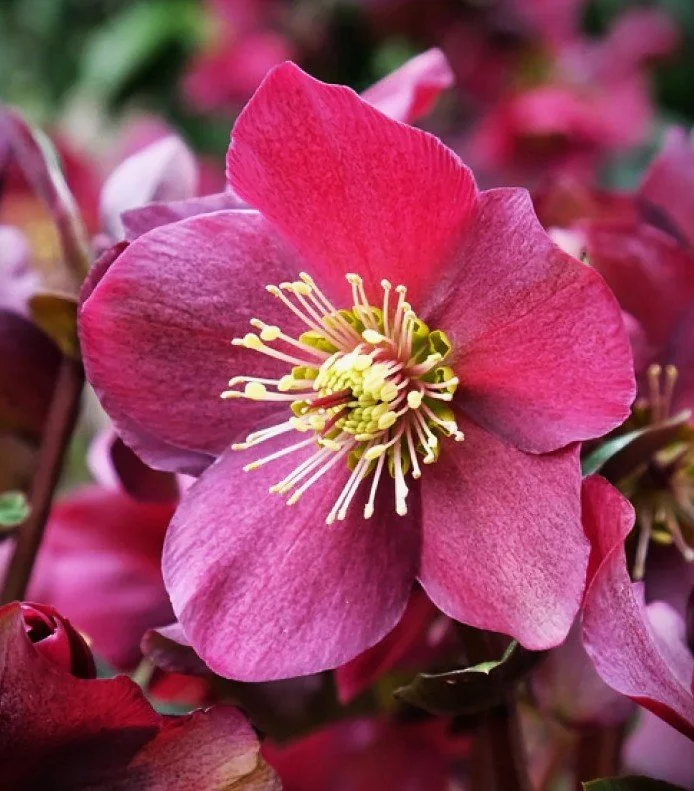Helleborus 'Ice N' Roses Red' (Ice N' Roses Red Hellebore) 1 qt