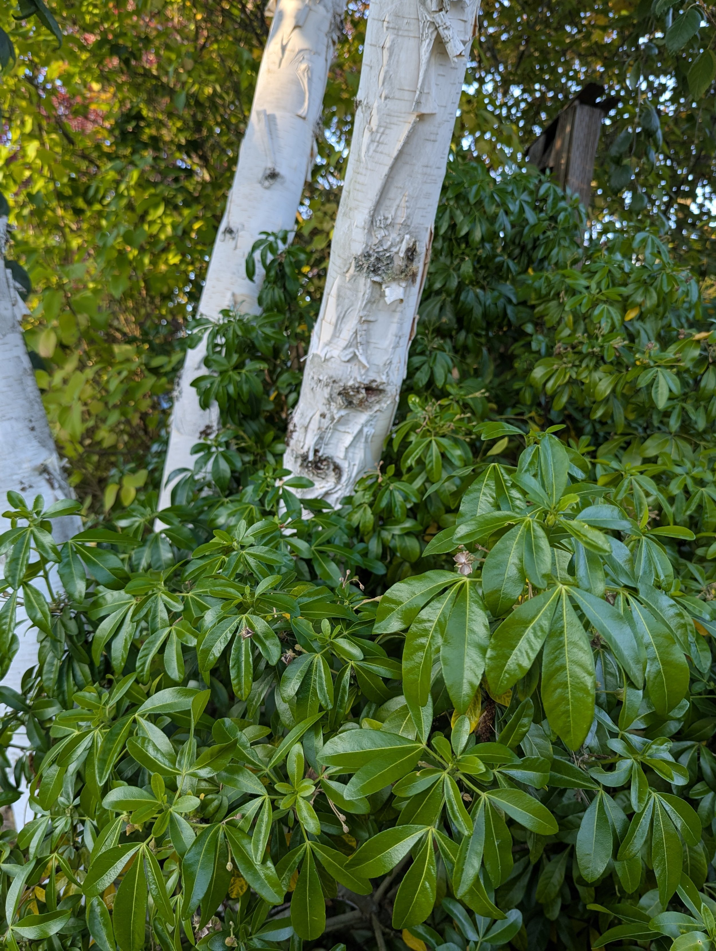 choisya ternata eg overview shrub.jpg