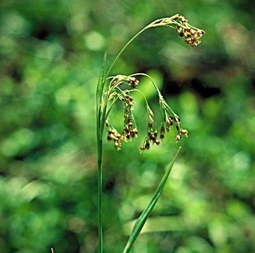 luzula sp.jpg