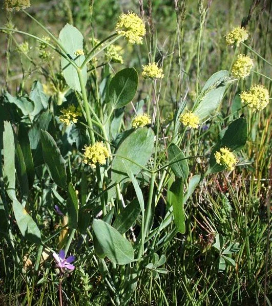 lomatium nud2.jpg