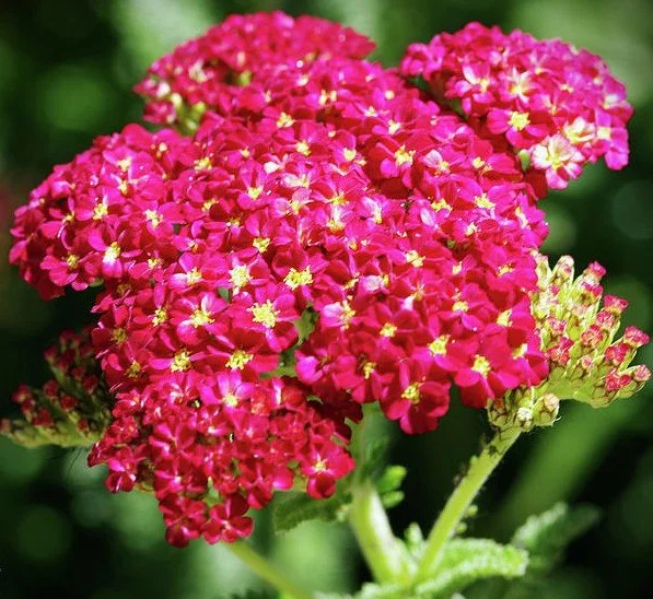 achillea-strawberry.jpg