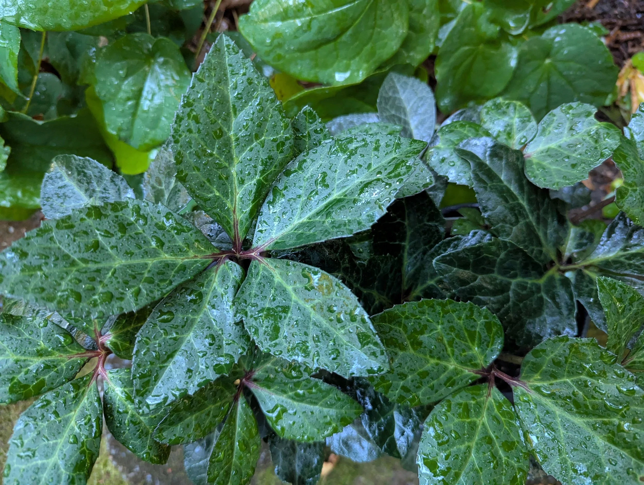 Helleborus foliage.jpg