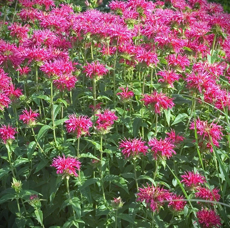 monarda coral 2.jpg