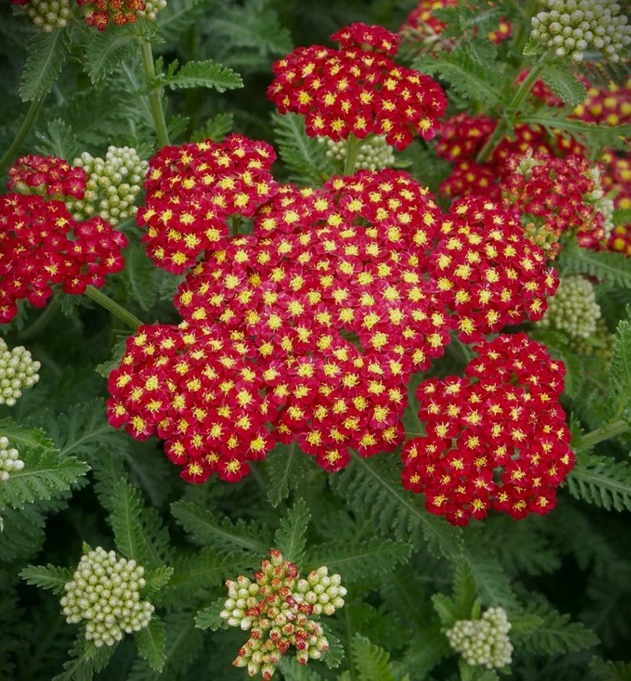 Achillea-Strawberry-Seduction.jpg