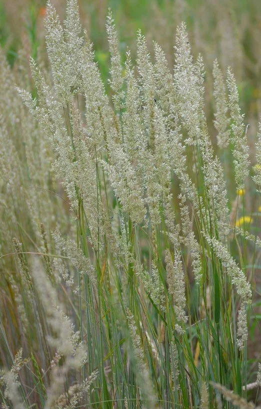 Koeleria macrantha (Prairie Junegrass) (1 gal - Restoration Grade)