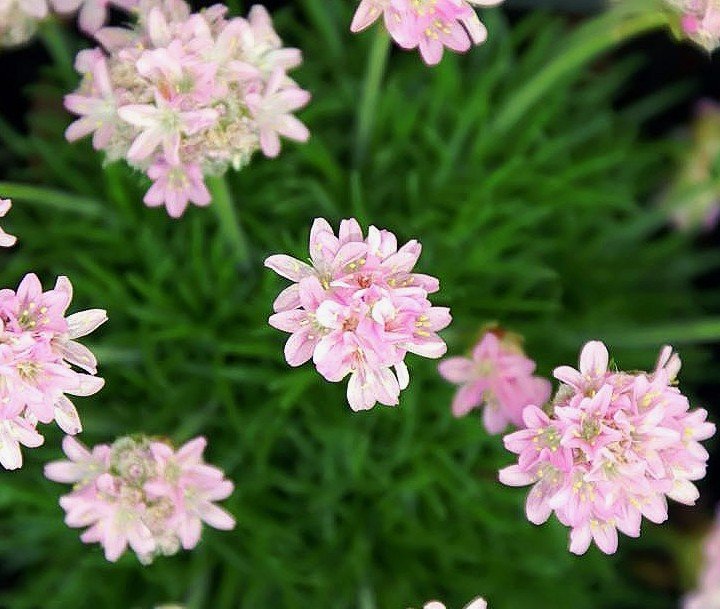 Armeria_maritima_Victor_Reiter.jpg