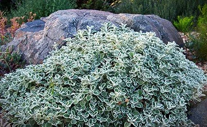 marrubium-rotundifolium.jpg