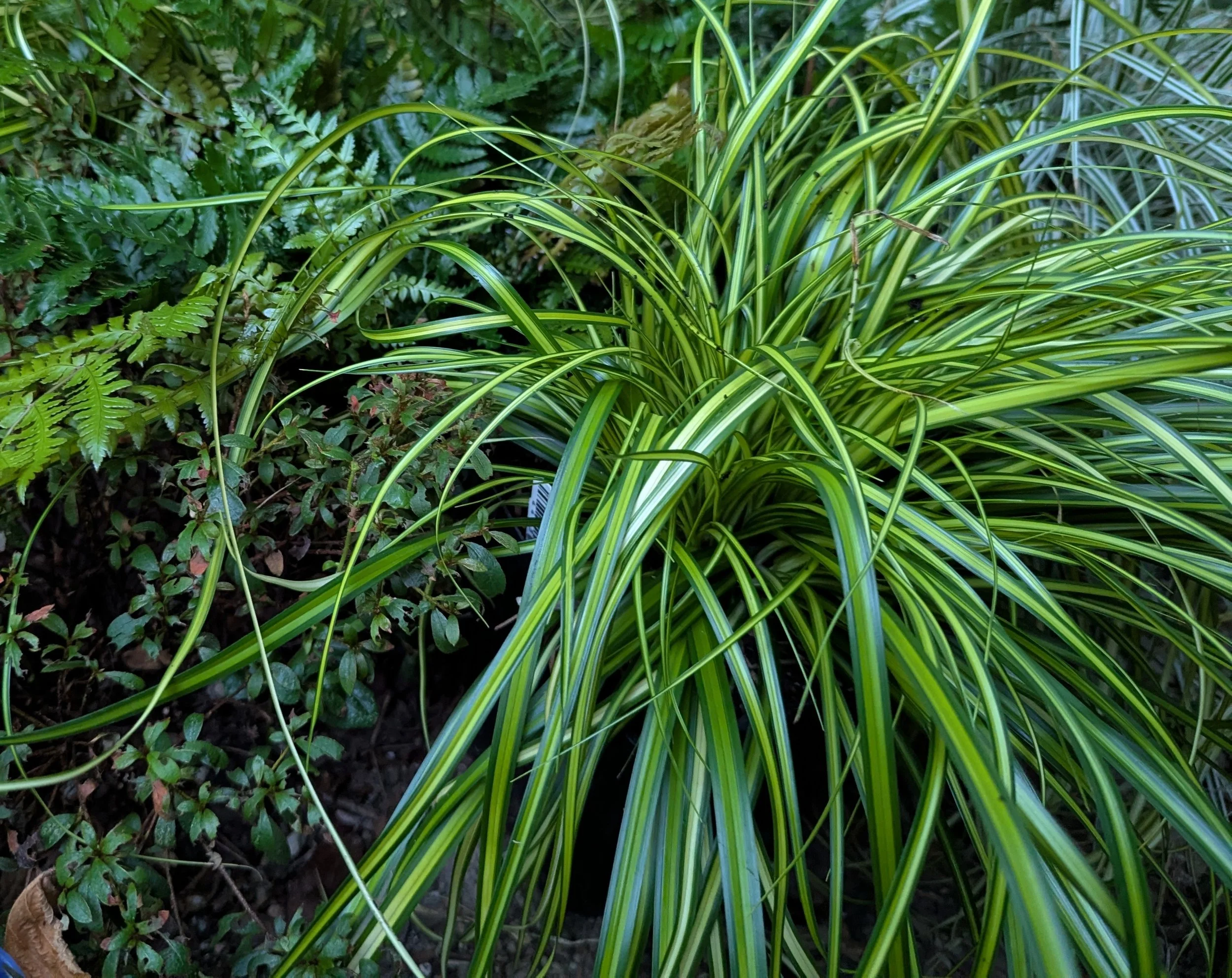 carex eversheet fern combo.jpg