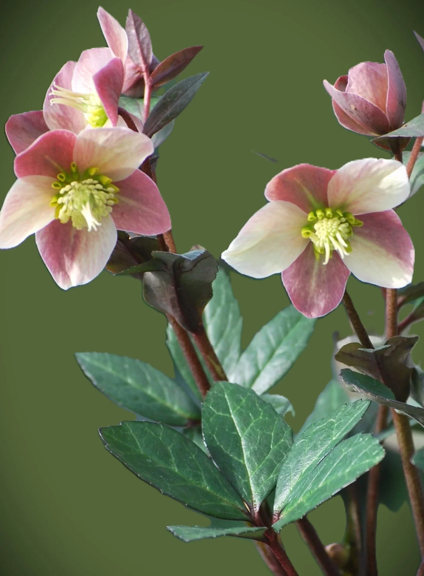 helleborus pink frost.jpg