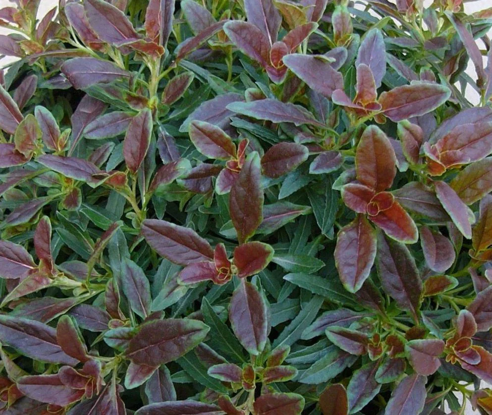 oenotheratwilight foliage.jpg