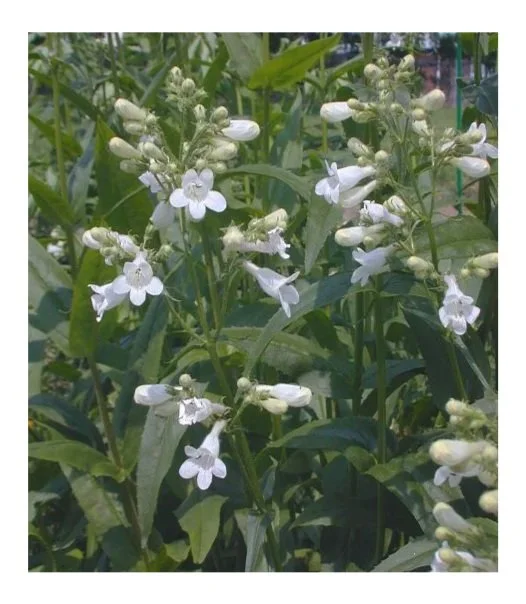 fx_penstemon1.jpg
