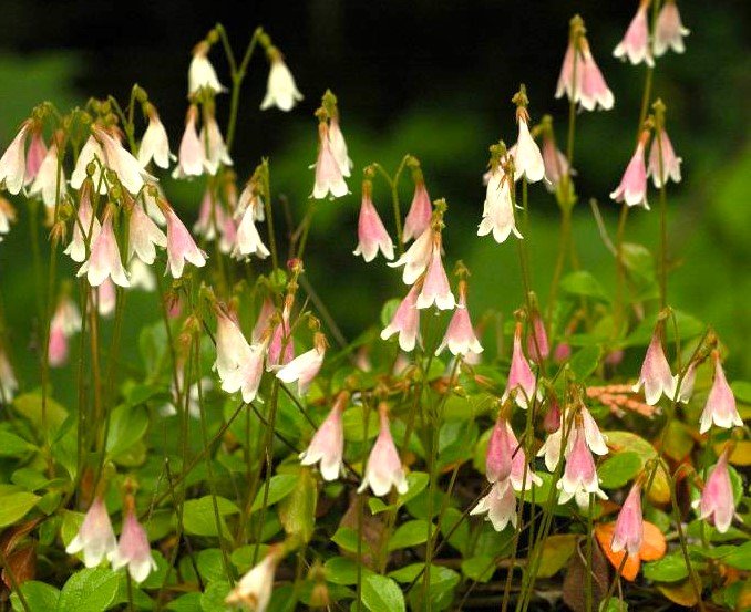 Linnaea borealis (Twinflower)