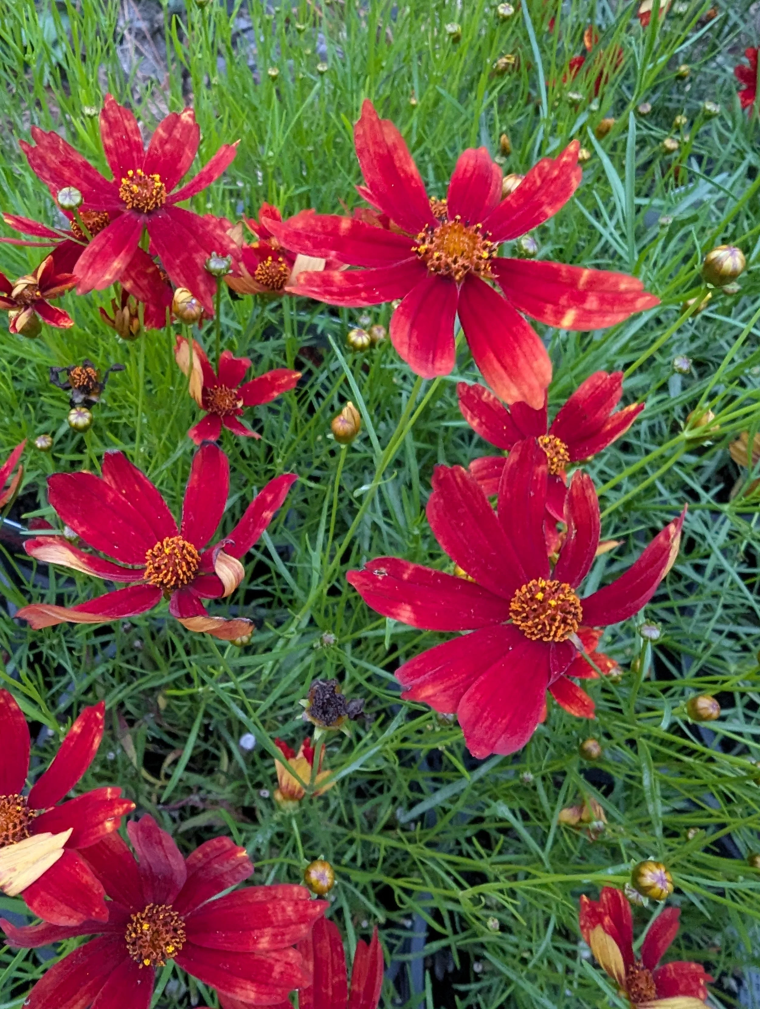 coreopsis broadstreet eg.jpg