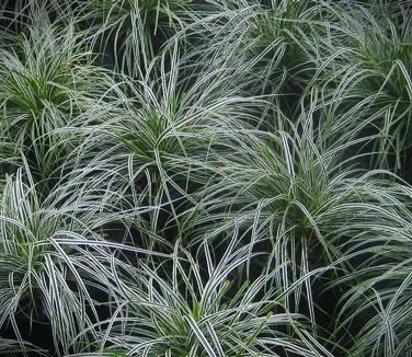 carex everestbunch.jpg