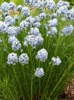 Amsonia x 'Bases Loaded' (Bases Loaded Bluestar) (1 gal)