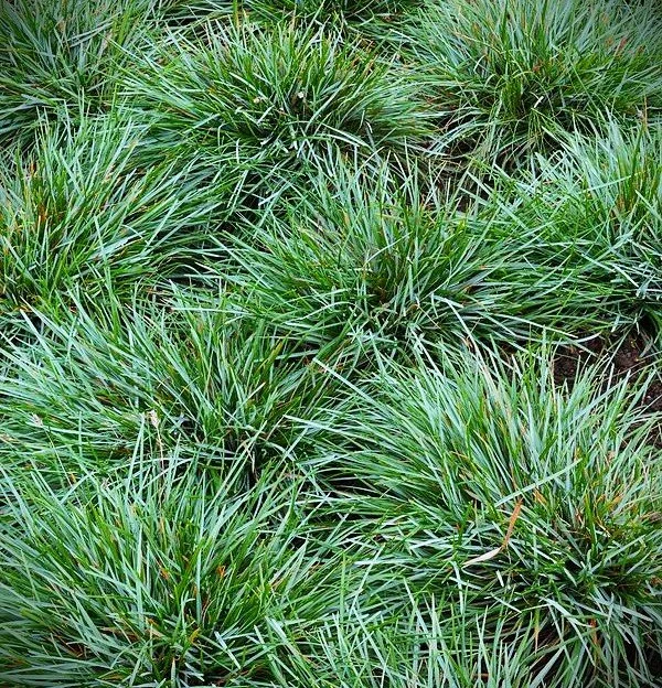 sesleria caer2.jpg