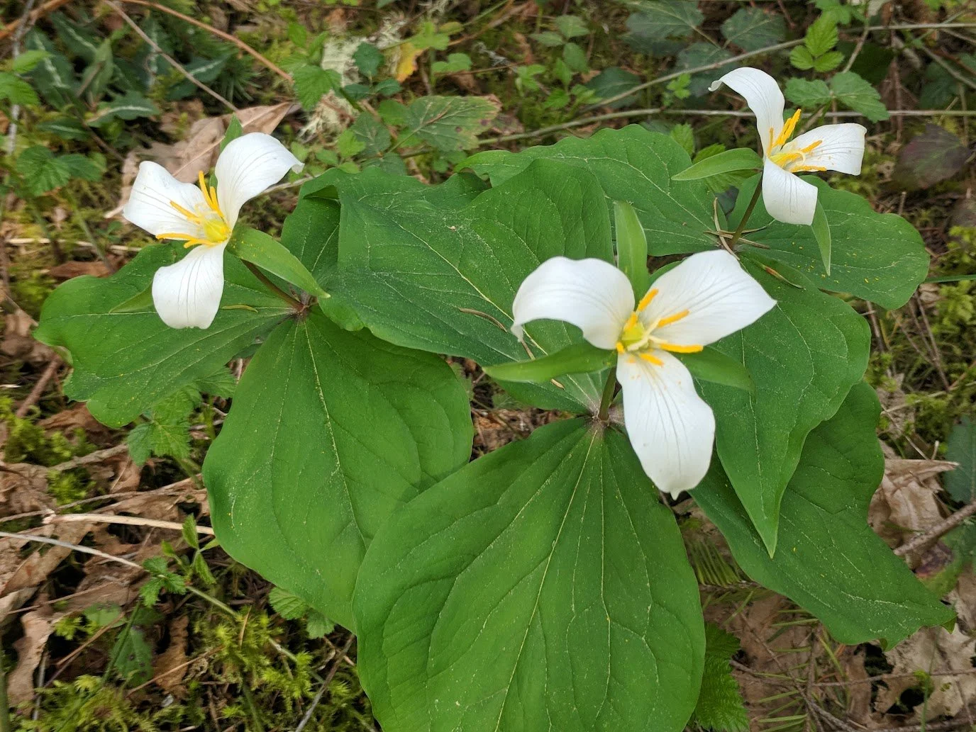 Trillium ovatum (Western Trillium)