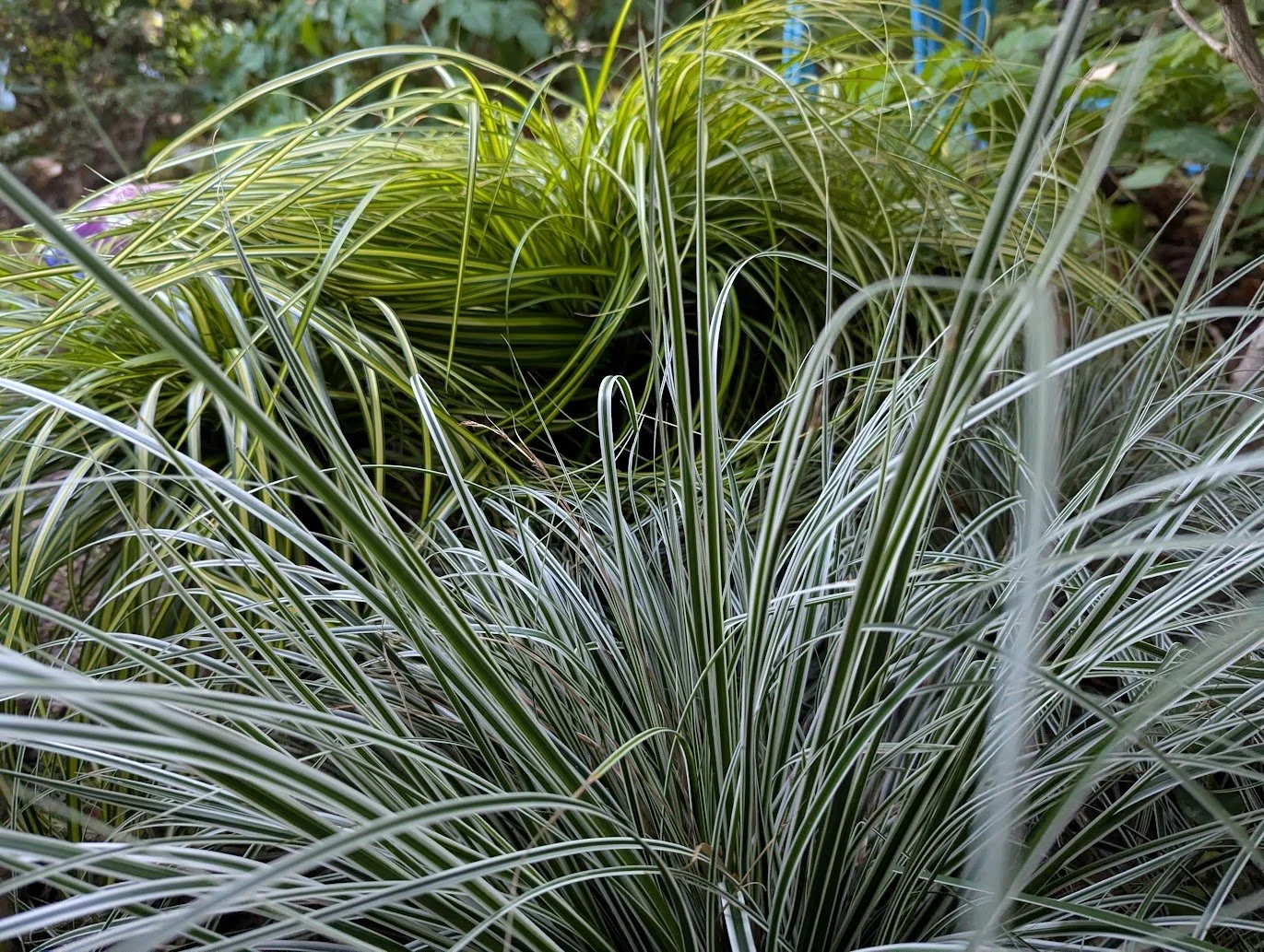 Carex oshimensis 'EverColor Everest' (EverColor Everest Variegated Sedge) (1 gal)