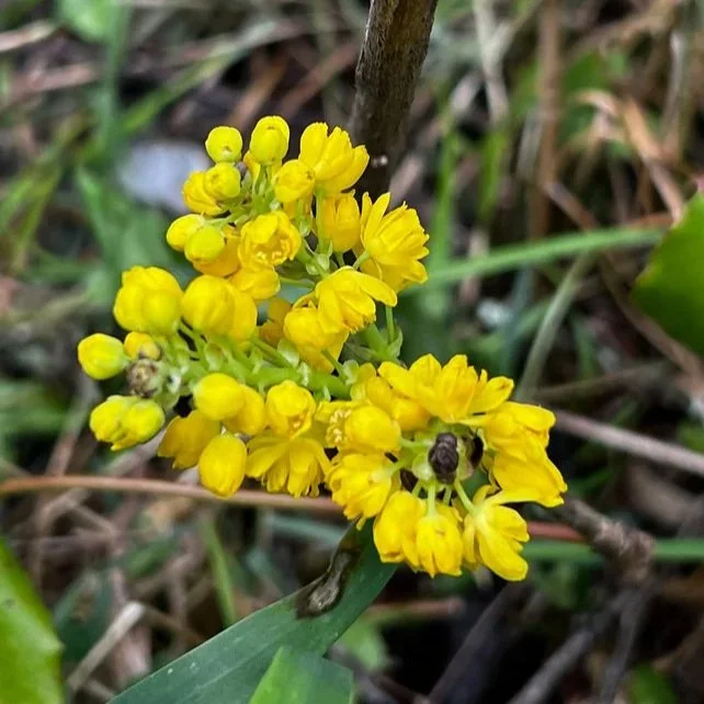Mahonia repens (Creeping Oregon-grape) 1 gal