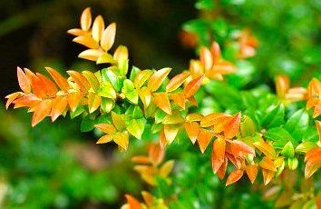 Vaccinium ovatum (Evergreen Huckleberry)