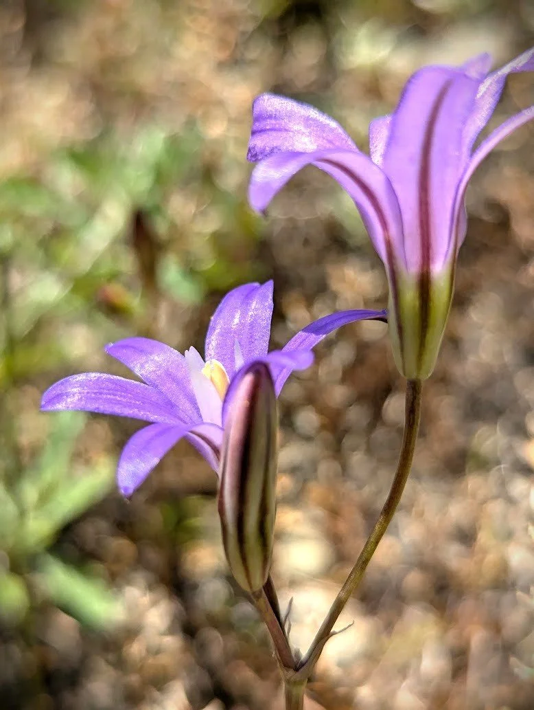 brodiaea eg1.jpg