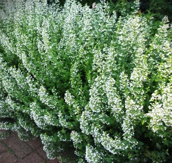 calamintha-white-cloud2.jpg