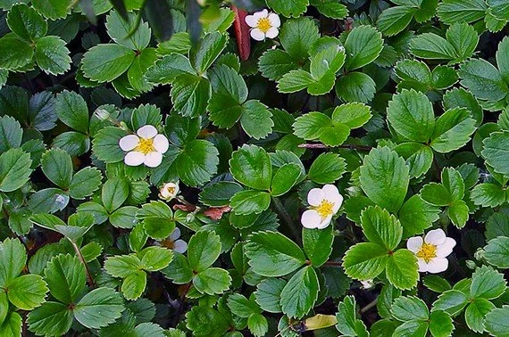 Fragaria chiloensis (Coastal Strawberry) 4"