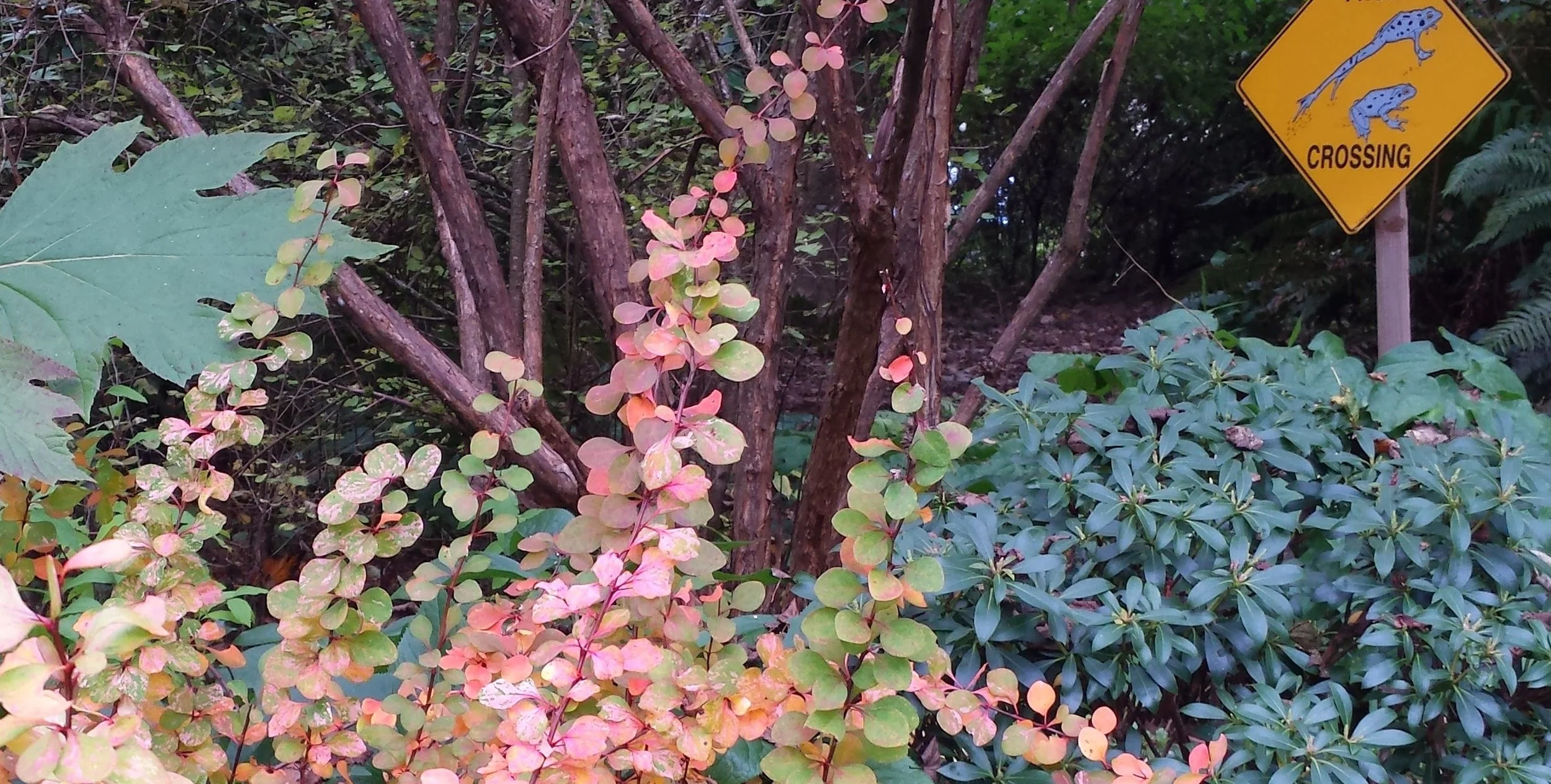 Physocarpus capitatus (Pacific Ninebark) 1 gal