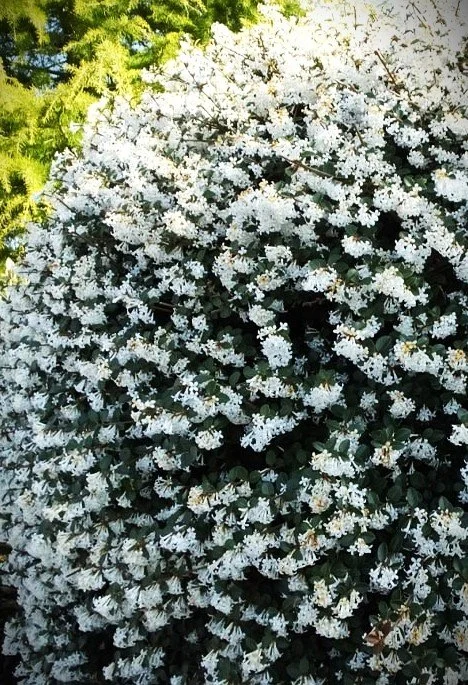 osmanthus-delavayi overview.jpg