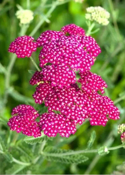 achillea summer5.jpg