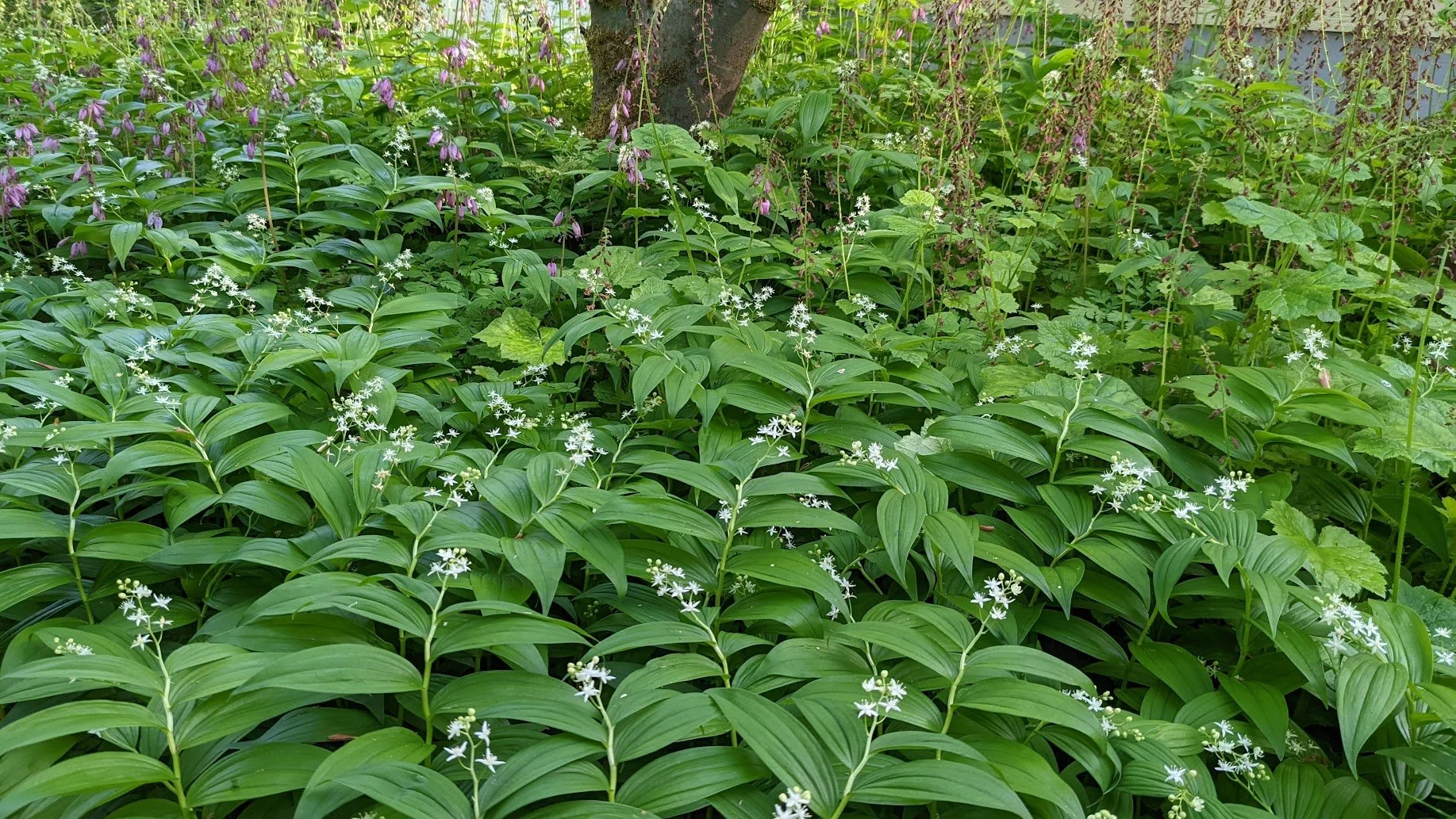 Maianthemum stellatum (Star-flowered False Solomon's-seal) 1 gal