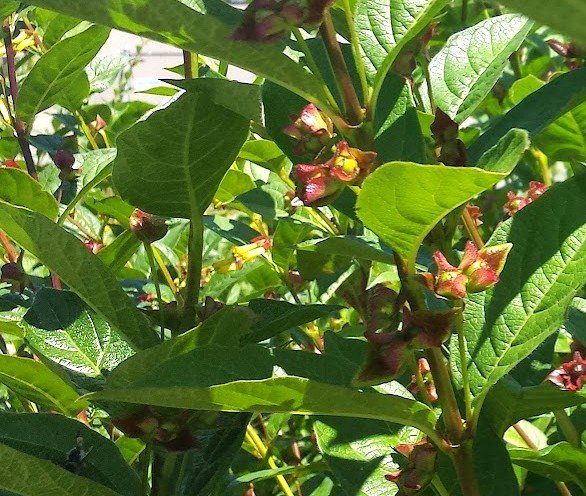 twinberry  leaves.jpg