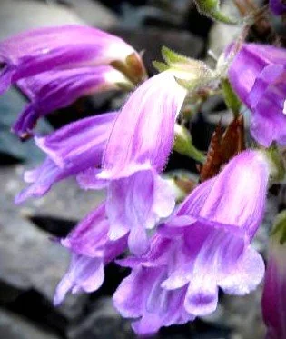 Nothochelone nemorosa (Woodland Beardtongue) 4-in.