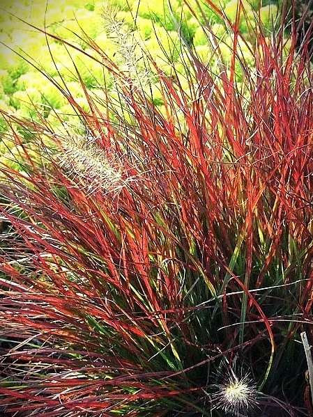 pennisetum burgundy bunny 2.jpg