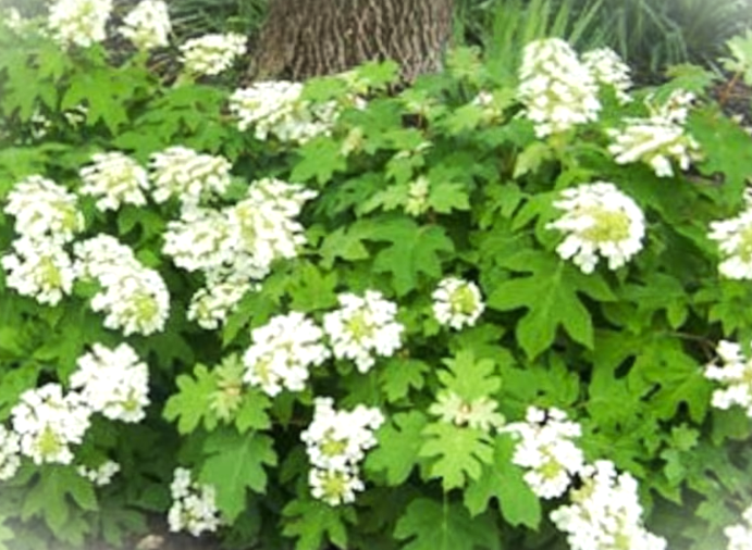 Hydrangea quercifolia 'Pee Wee' (Pee Wee Hydrangea)