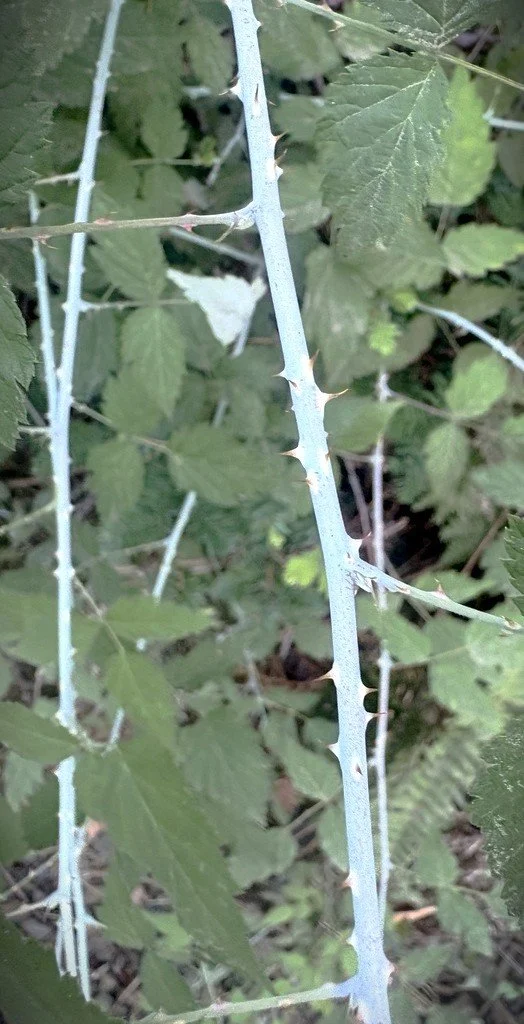 rubus leucodermis canes.jpg